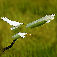 SinGAN_r6_49